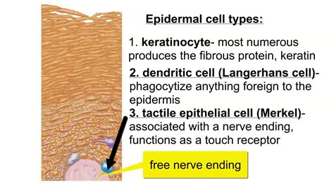 Cells Of The Epidermis Youtube