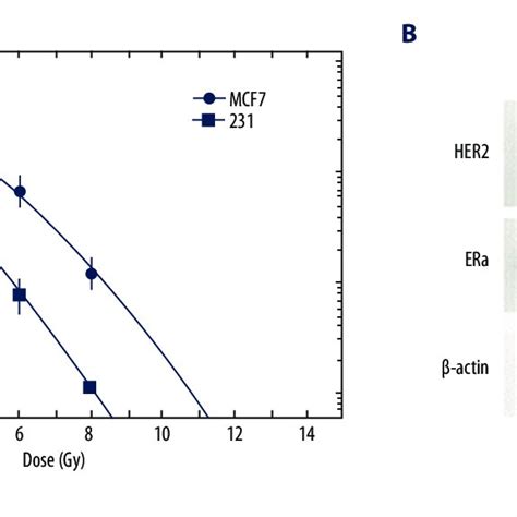 A Survival Curves Of 231 And Mcf 7 Cells B Expression Levels Of Download Scientific