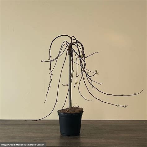 Pussy Willow 6 Pot Mahoney S Garden Center