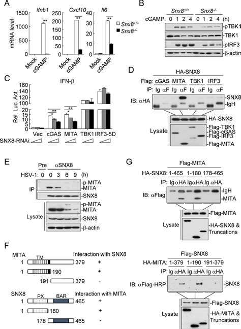 SNX8 Is Associated With MITA A Snx8 And Snx8 MLFs 4x10 5