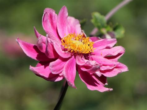 Japan Herbst Anemone Pamina Schönste Stauden And Expertenwissen