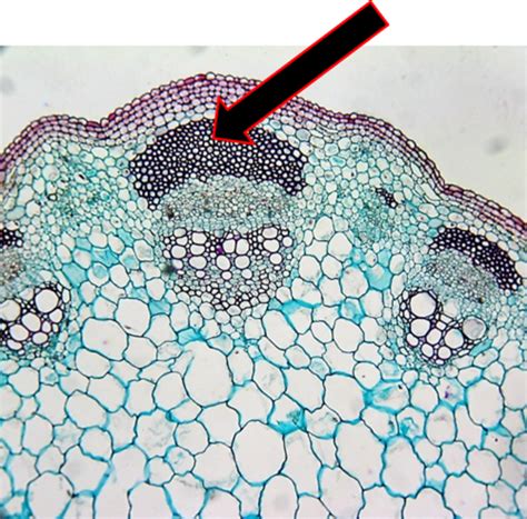 Botany Quizzes Flashcards Quizlet