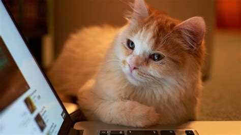 Cat Laptop Wallpapers Top Free Cat Laptop Backgrounds Wallpaperaccess