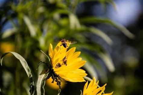 Wallpaper Sunlight Garden Nature Butterfly Green Yellow Bee