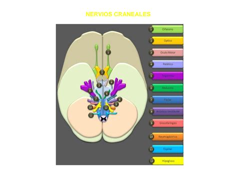 SOLUTION Nervios Craneales Studypool