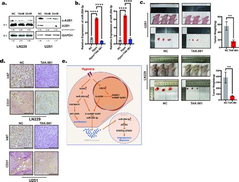 SUMOylation Inhibitor TAK 981 Suppressed Glioblastoma Growth And