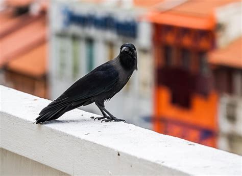 300+ Meaningful Crow Names You Can Consider - Bird Guidance