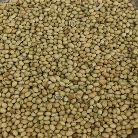 Dried Green Organic Dry Coriander Seeds For Cooking Purpose At Rs