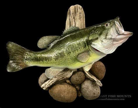 21 12 7 Lbs Largemouth Bass Fish Mount Replica Cclmb30