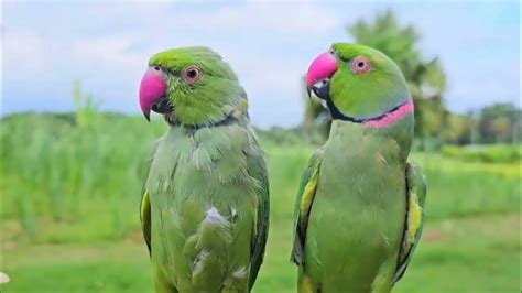 Cute Parrot Talking Mithu Mithu Parrot Talking Mummy Youtube