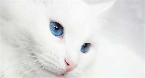 White Cat Breeds - The Most Popular White Cat Breeds And Their Care