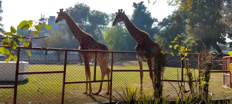 Lahore Zoo And Safari Park Set For Major Upgrades | News Guru