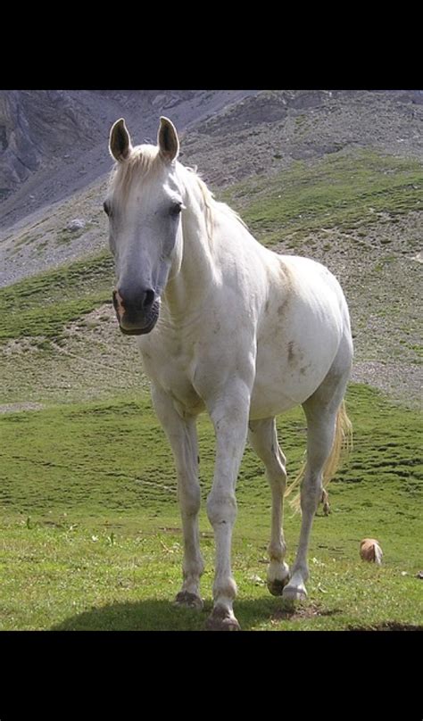 white horse Wallpaper -- HD Wallpapers of white horses! - App on Amazon Appstore