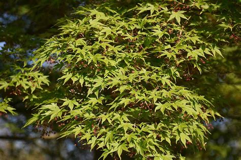 How To Grow And Care For Coral Bark Japanese Maple Trees