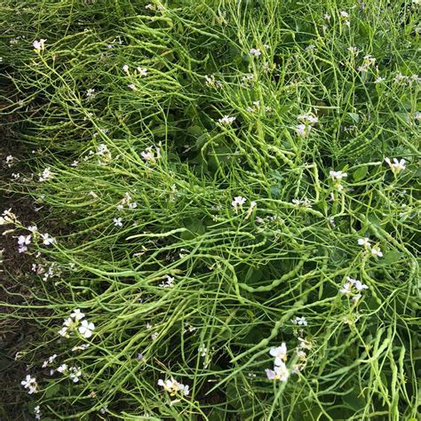 White Mustard Flower Radish Truelove Seeds