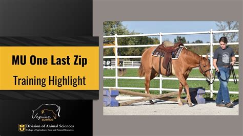 FOR SALE MU One Last Zip 2020 AQHA Mare Training Highlight YouTube