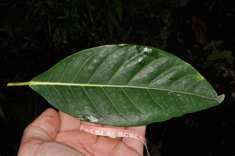 Ficus Septica Moraceae Image At Phytoimages Siu Edu