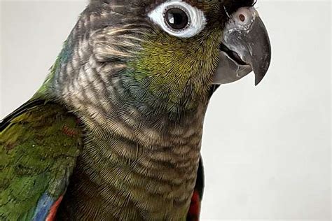 Pet Crimson Bellied Conure