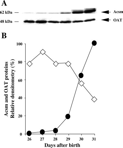 Sex Differential Expression Of Ornithine Aminotransferase In The Mouse