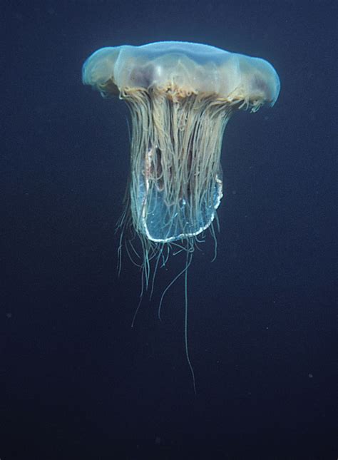 12 Fascinating Facts About Lions Mane Jellyfish