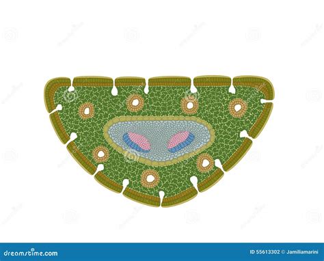 Schematic Cross Section Of A Pine Leaf Stock Illustration - Image: 55613302