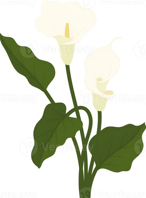 White Calla Lily Flower Hand Drawn Illustration 10172363 PNG