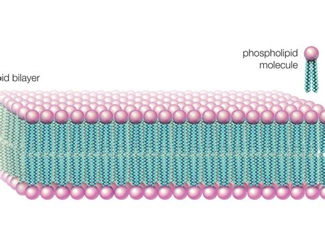 organic chemistry - Why do the two layers of a phospholipid bilayer stick together? - Chemistry ...