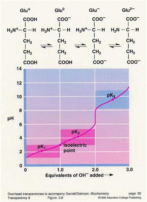 Titration Curve Of Amino Acids And Its Significance At Jaclyn Aguilar Blog