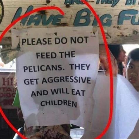 Do not Feed the Pelicans : r/memes