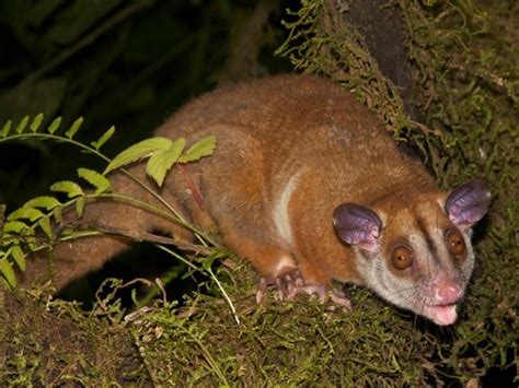 Brown Eared Woolly Opossum Caluromys Lanatus ·