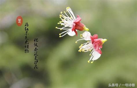 詩巷上聯：溪畔落花埋瘦石，有請下聯！ 每日頭條