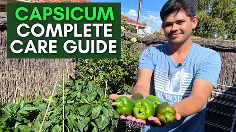 Capsicum Plant Complete Care Guide Easiest Way To Grow Capsicum In