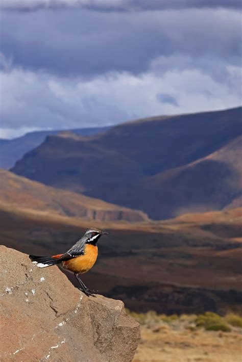 Bird Photography By The Flacks Rockjumpers