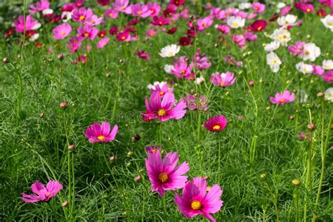 Flores Cor De Rosa E Brancas Do Cosmos Foto De Stock Imagem De Jardim