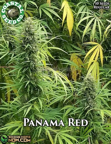 Panama Red Reg 10pk Seeds Classic Sativa With Unique Aroma