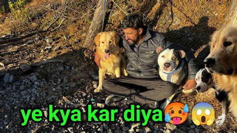 Picnic With Simba And Dollar Masti With Pets In Mountain