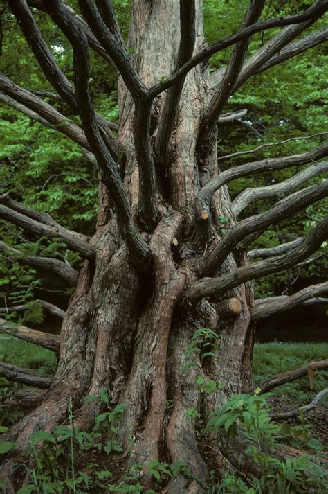 Trees Planet Metasequoia Glyptostroboides Dawn Redwood