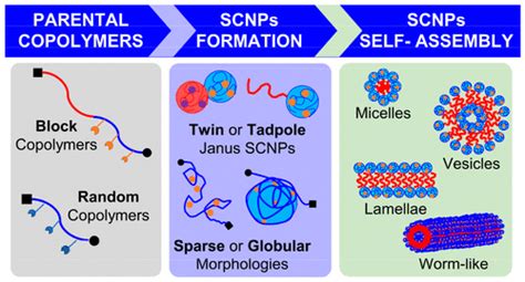 Single Chain Polymer Nanoparticles For Addressing Morphologies And Functions At The Nanoscale A