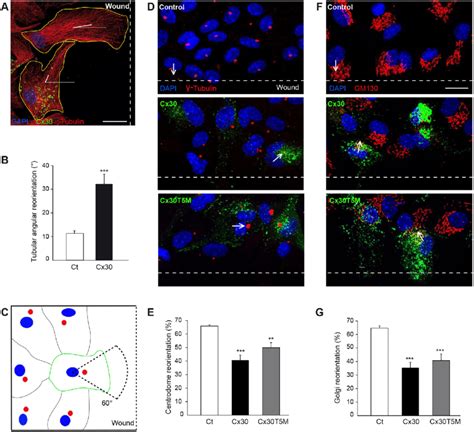 Cx30 Regulates The Orientation Of Migrating Astrocytes Primary