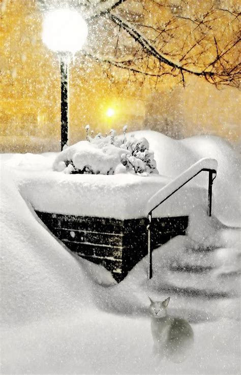 Snowy Cat Photograph by Diana Angstadt - Fine Art America