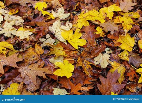 Damp Maple Oak And Beech Leaf Litter Autumnal Nature Stock Photo