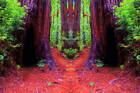 The Redwood Forest Of Dreams With Saturated Colors Photograph By Ben