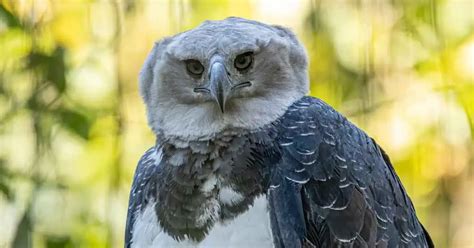 Harpy Eagle Behavior - AnimalBehaviorCorner