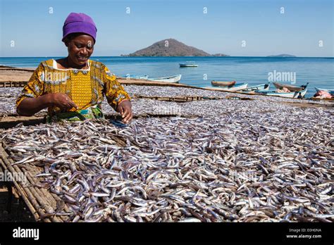 A woman drying fish, Matemba or Usiba, Chembe village, Lake Malawi ...