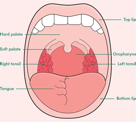 Parts Of The Mouth And Throat Diagram