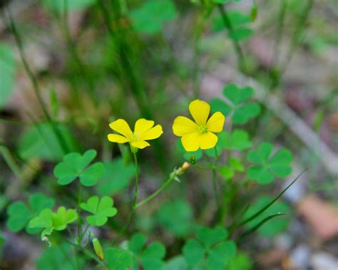 Yellow Wood Sorrel – VIRGINIA WILDFLOWERS