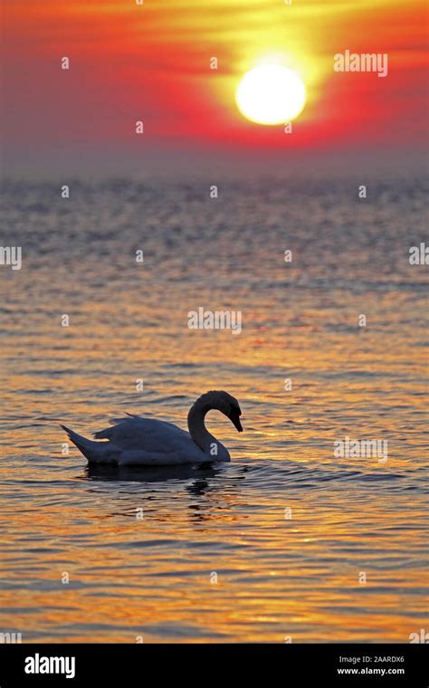 Sonnenuntergang An Der Ostsee H Ckerschwan Silhouette Cygnus Olor