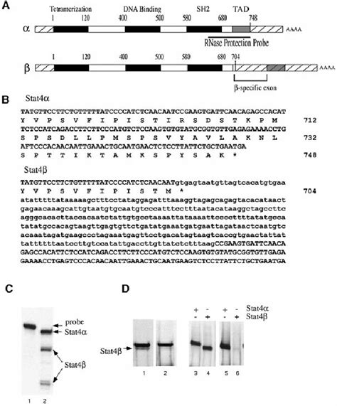 Cloning And Expression Of Stat4 Isoforms A Schematic Download