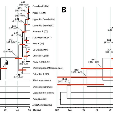 Time Calibrated Species Tree Phylogeny And Divergence Time Estimates