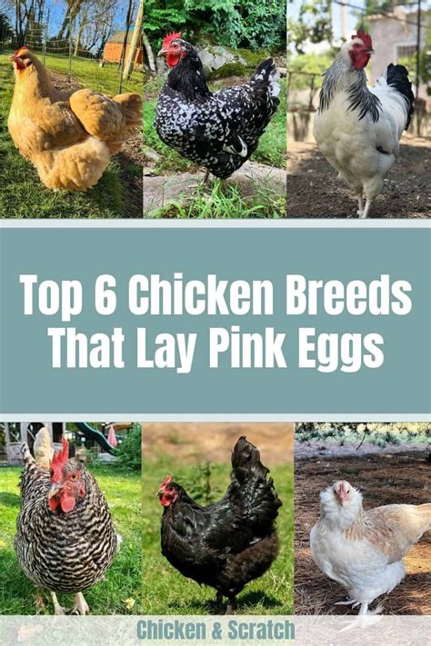 6 Chicken Breeds That Lay Pink Eggs (with Pictures) | Chicken breeds ...